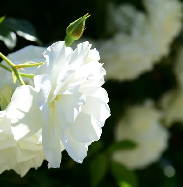 Weiße Kletterrosen Garten Sommer Bei Sonnenschein — Stockfoto