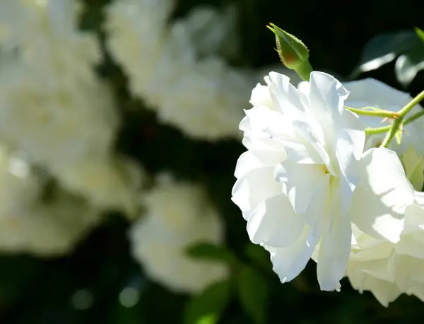 Weiße Kletterrosen Garten Sommer Bei Sonnenschein — Stockfoto