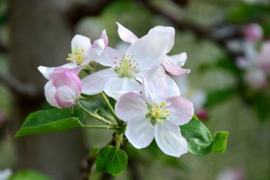 Güzel elma ağacı güneş ışığında çiçek açar.