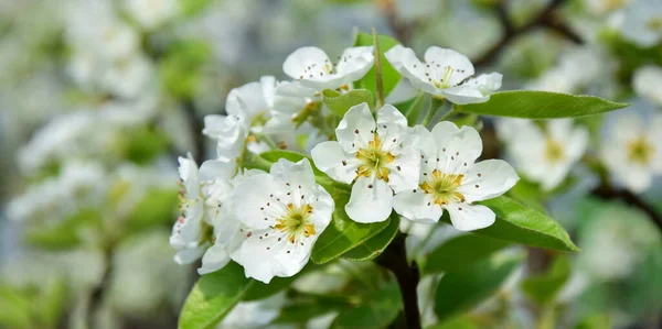 Beautiful white pear blossoms in close-up