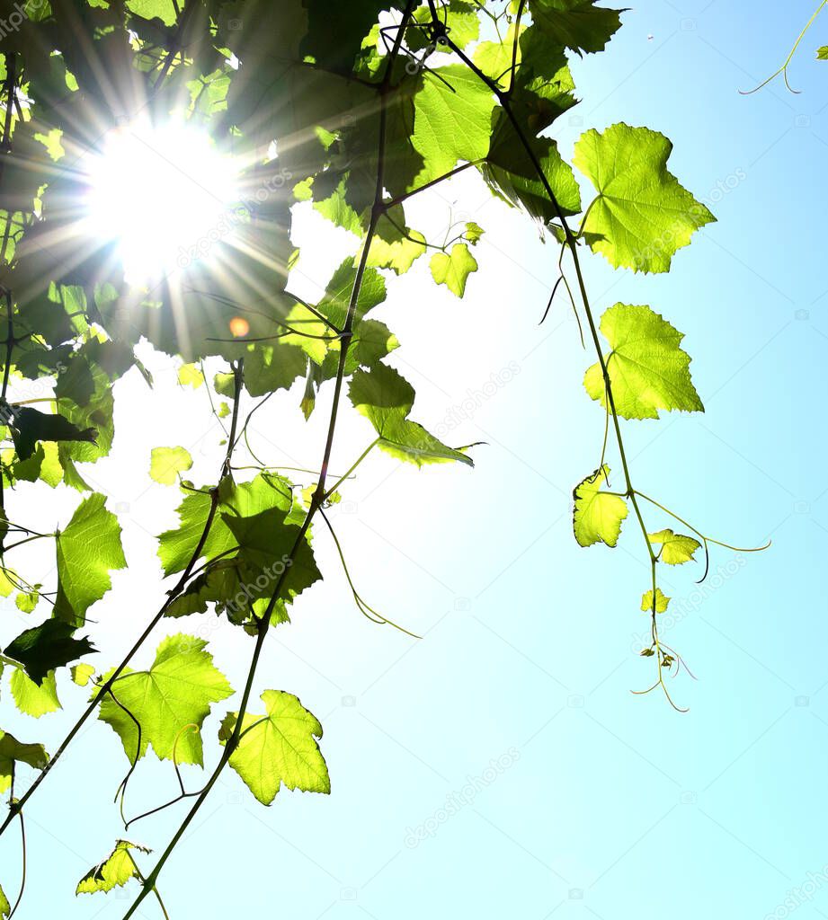Wine leaves, vine leaves in the backlight in front of blue sky on Lake Garda with text clearance