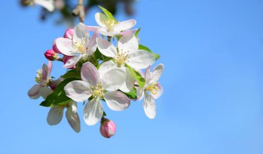 Güzel elma ağacı güneş ışığında çiçek açar.