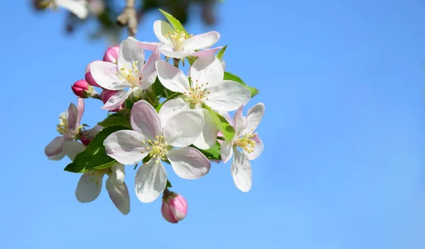 Mooie Appelboom Bloeit Het Zonlicht — Stockfoto