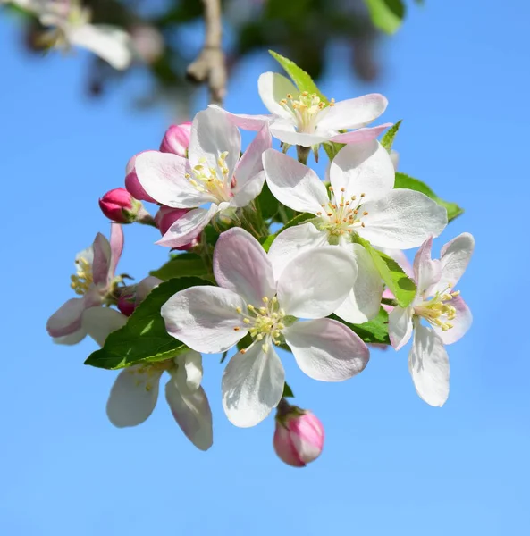 Mooie Appelboom Bloeit Het Zonlicht — Stockfoto
