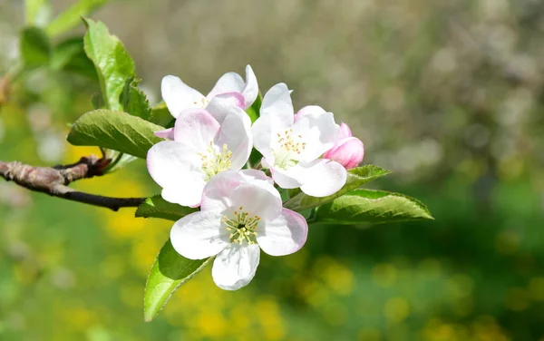 Mooie Appelboom Bloeit Het Zonlicht — Stockfoto