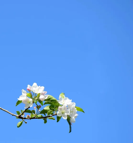 Prachtige Appelboom Bloeit Het Zonlicht Blauwe Lucht — Stockfoto