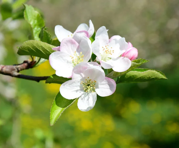 Mooie Appelboom Bloeit Het Zonlicht — Stockfoto