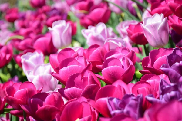 Pink Tulips Bed Background Texture Sea Flowers Tulips — Stock Photo, Image