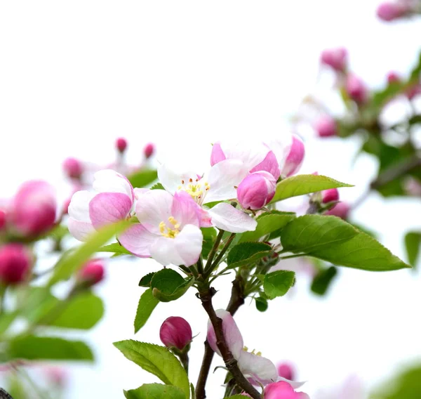 Prachtige Bloemen Van Een Appelboom Geïsoleerd Roze Blootgesteld Tegen Een — Stockfoto