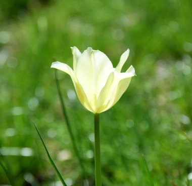 Yellow tulip isolated in the sun and exposed against green background