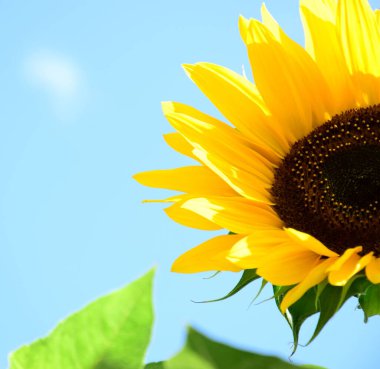 Mavi gökyüzünün önündeki güneş ışığında güzel bir ayçiçeği