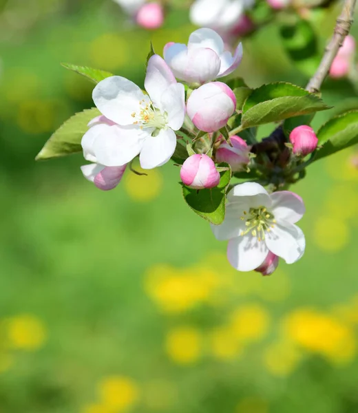 Mooie Appelboom Bloeit Het Zonlicht — Stockfoto