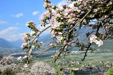 Sabah güneşinde Güney Tyrol 'da Merano yakınlarında, Lana' nın üzerinde çiçek açan elma ağaçları.