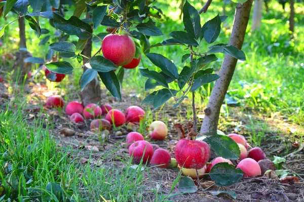 秋天的果实 苹果躺在地上 南蒂罗尔的收获季节 — 图库照片