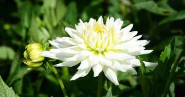 Güzel beyaz yıldız çiçeği güneş ışığında