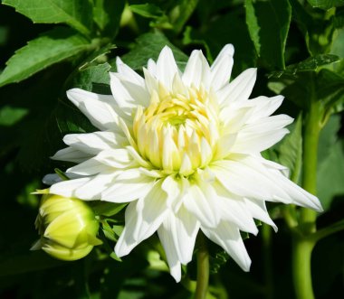 Güzel beyaz yıldız çiçeği güneş ışığında