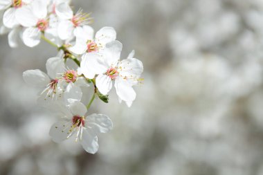 Güneşin altında bulanık bir arkaplanda güzel beyaz kiraz çiçekleri açar.