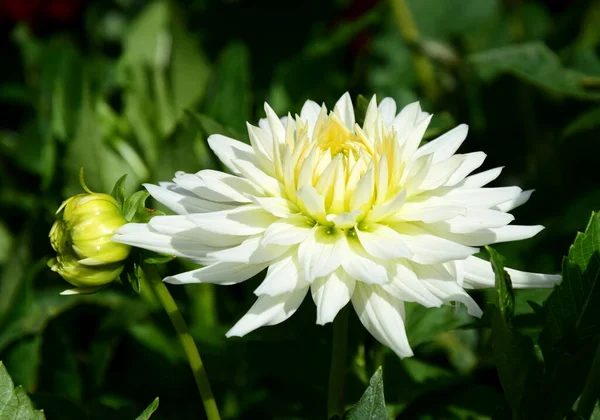 Güzel beyaz yıldız çiçeği güneş ışığında