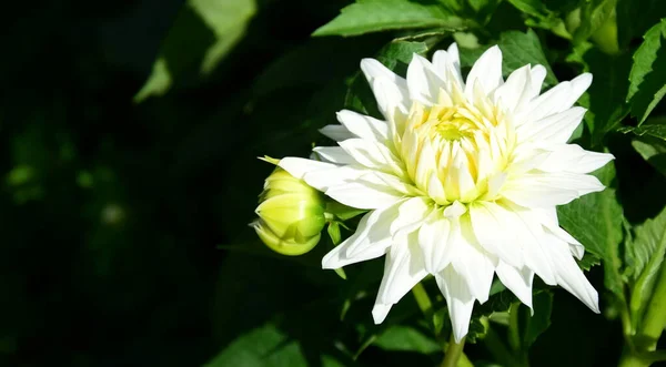 Beautiful White Dahlia Blossom Sunlight — Stock Photo, Image