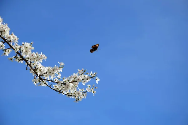 White Cherry Blossom Show Spring Front Blue Sky Nectar Seeking — Stock Photo, Image