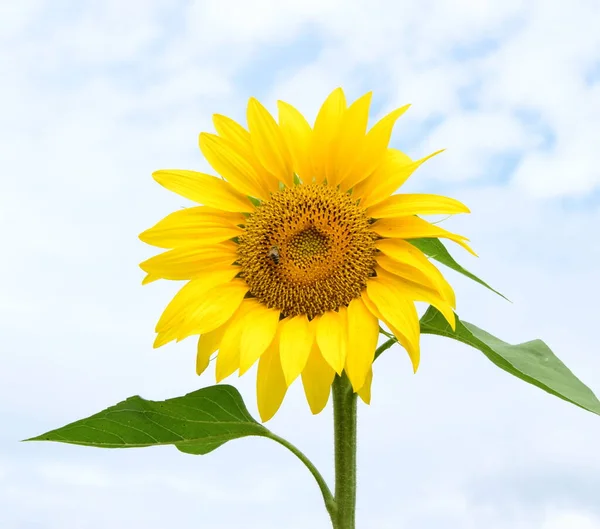 Detail Sunflower Isolated Exposed Bright Background Text Clearance Stock Image