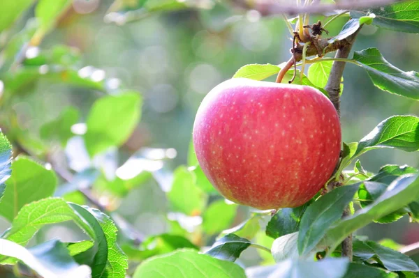 Manzanas Rojas Maduras Deliciosas Manzano Justo Antes Cosecha Manzanas Otoño —  Fotos de Stock