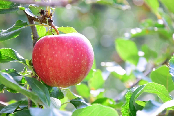 Reife Rote Köstliche Äpfel Apfelbaum Kurz Vor Der Apfelernte Herbst — Stockfoto