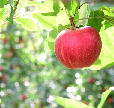 Sonbaharda Güney Tyrol 'da elma hasadından hemen önce elma ağacında olgun kırmızı elmalar.