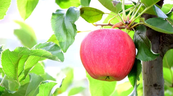 Mature Red Delicious Apples Apple Tree Just Apple Harvest Autumn — Stock Photo, Image