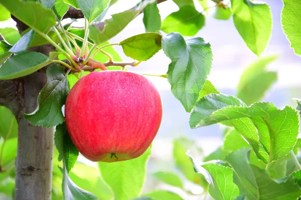 Mature Red Delicious Apples Apple Tree Just Apple Harvest Autumn — Stock Photo, Image