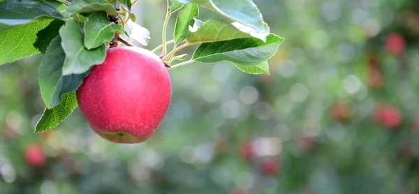 Manzanas Rojas Maduras Deliciosas Manzano Justo Antes Cosecha Manzanas Otoño — Foto de Stock