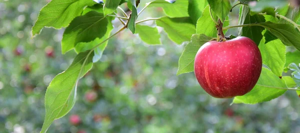 Mature Red Delicious Apples Apple Tree Just Apple Harvest Autumn — Stock Photo, Image