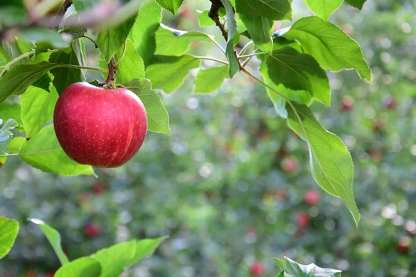 Mature Red Delicious Apples Apple Tree Just Apple Harvest Autumn — Stock Photo, Image