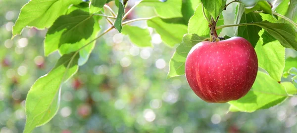 Mature Red Delicious Apples Apple Tree Just Apple Harvest Autumn — Stock Photo, Image