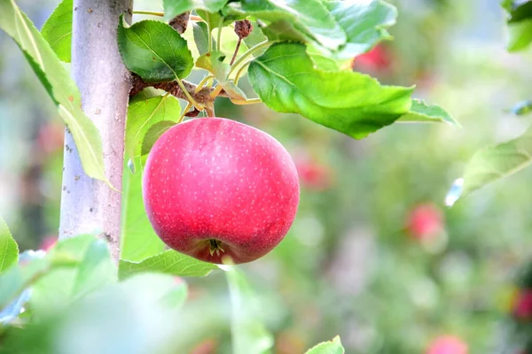 Manzanas Rojas Maduras Deliciosas Manzano Justo Antes Cosecha Manzanas Otoño —  Fotos de Stock