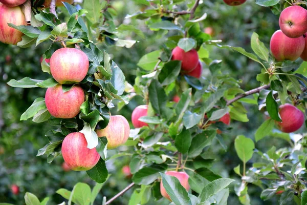 Mature Red Delicious Apples Apple Tree Just Apple Harvest Autumn — Stock Photo, Image