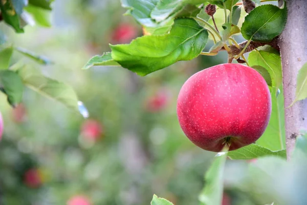 Manzanas Rojas Maduras Deliciosas Manzano Justo Antes Cosecha Manzanas Otoño —  Fotos de Stock