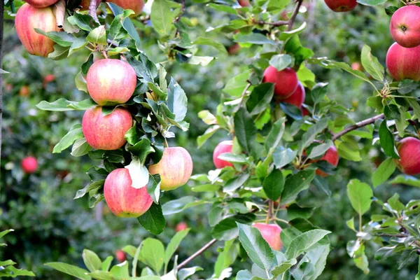 在南蒂罗尔苹果收获前不久 苹果在树上成熟的红色美味苹果 — 图库照片