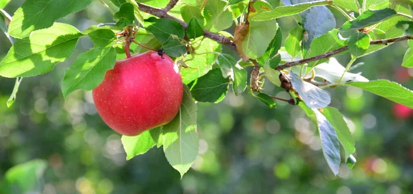 Red Ripe Apples Branch Fuzzy Background — Stock Photo, Image