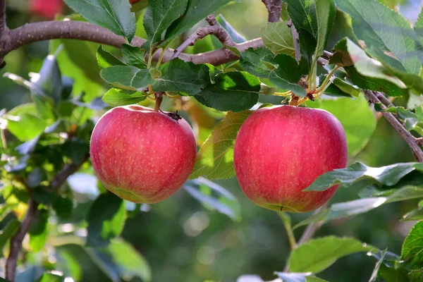 Rote Reife Äpfel Auf Einem Zweig Vor Verschwommenem Hintergrund — Stockfoto