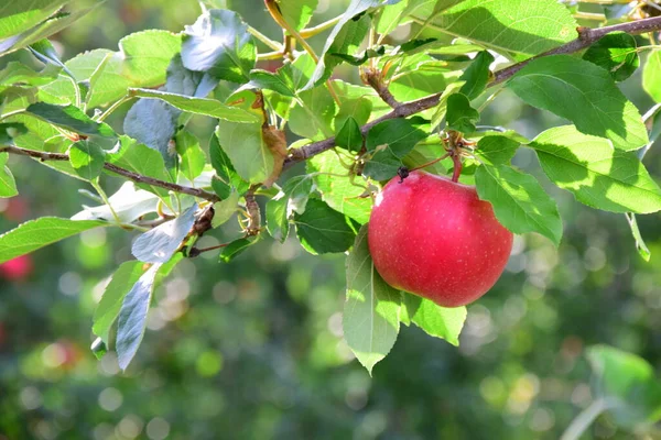 Manzanas Rojas Maduras Una Rama Sobre Fondo Borroso — Foto de Stock