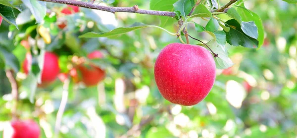 Manzanas Rojas Maduras Una Rama Sobre Fondo Borroso —  Fotos de Stock