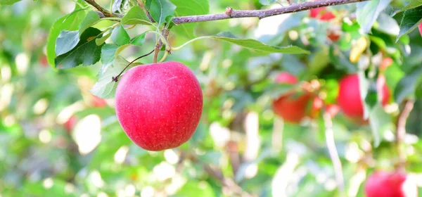 Manzanas Rojas Maduras Una Rama Sobre Fondo Borroso — Foto de Stock