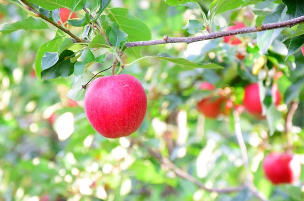 Rote Reife Äpfel Auf Einem Zweig Vor Verschwommenem Hintergrund — Stockfoto