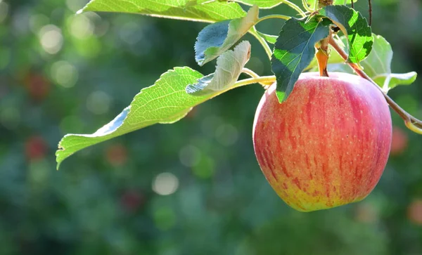 Rote Reife Äpfel Auf Einem Zweig Vor Verschwommenem Hintergrund — Stockfoto