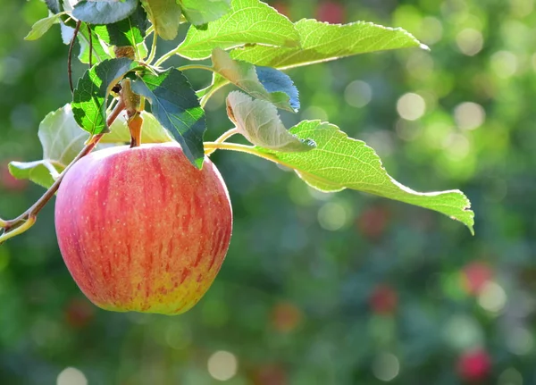 Rote Reife Äpfel Auf Einem Zweig Vor Verschwommenem Hintergrund — Stockfoto