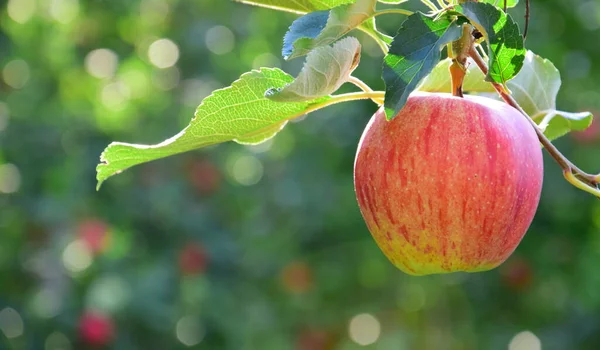 Rote Reife Äpfel Auf Einem Zweig Vor Verschwommenem Hintergrund — Stockfoto