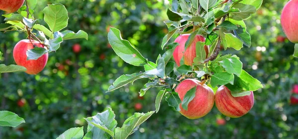 Red Ripe Apples Branch Fuzzy Background — Stock Photo, Image