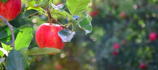 Tüylü Bir Arka Planda Kırmızı Elmalar — Stok fotoğraf
