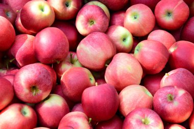 Kırmızı olgun lezzetli elmalar arka plan ve doku olarak